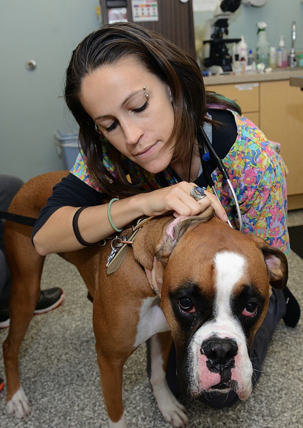 Veterinarian examining a pet at a military veterinary clinic